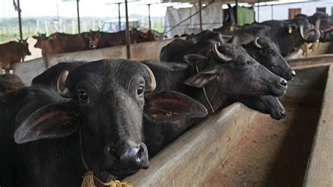 Maximizing Profits: India's Most Lucrative Animal Farming Ventures